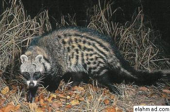 Civet cat